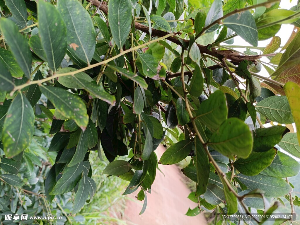 绿叶繁茂的树枝景观