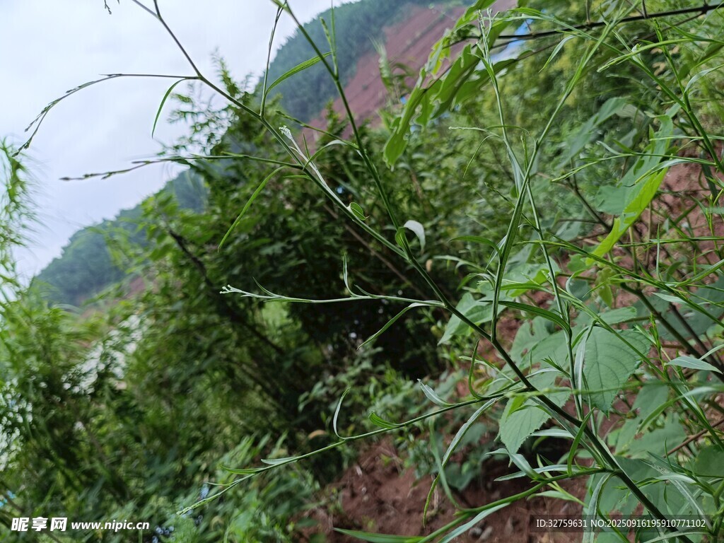 山间繁茂绿植景观