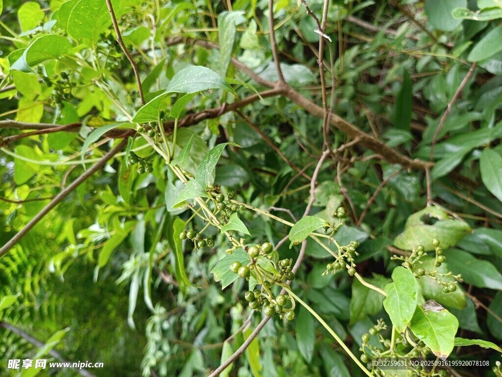 繁茂绿植