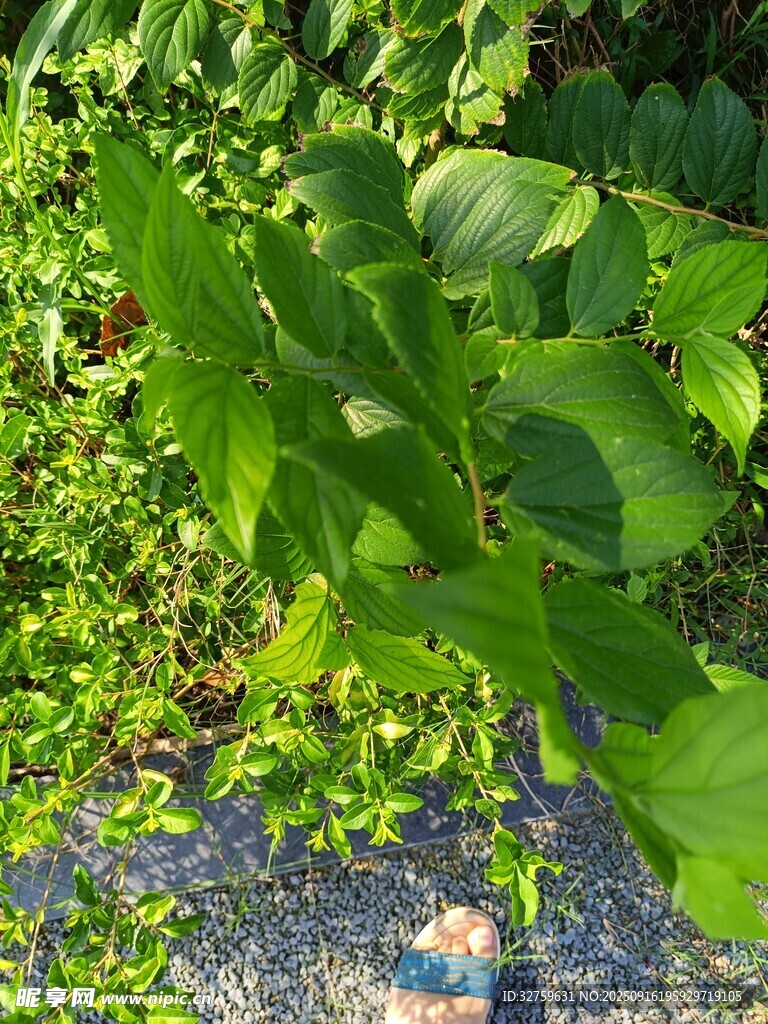 绿叶繁茂的地面植物景观