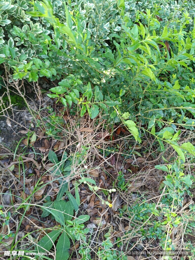野外繁茂的绿色植物景观