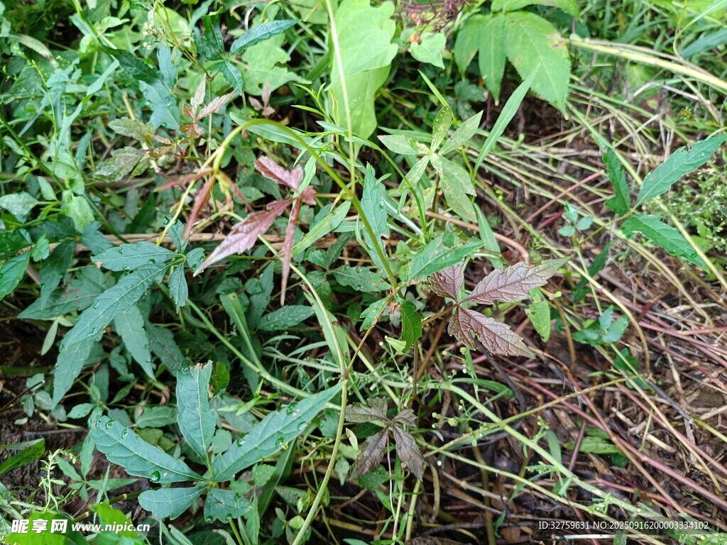 繁茂绿植