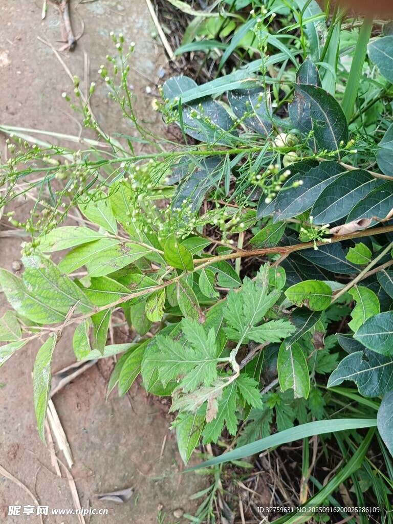 绿叶植物特写