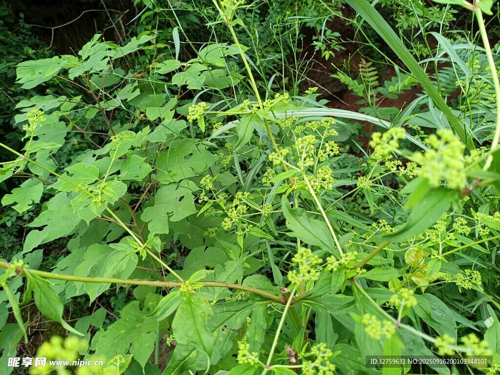 野外绿色植物特写
