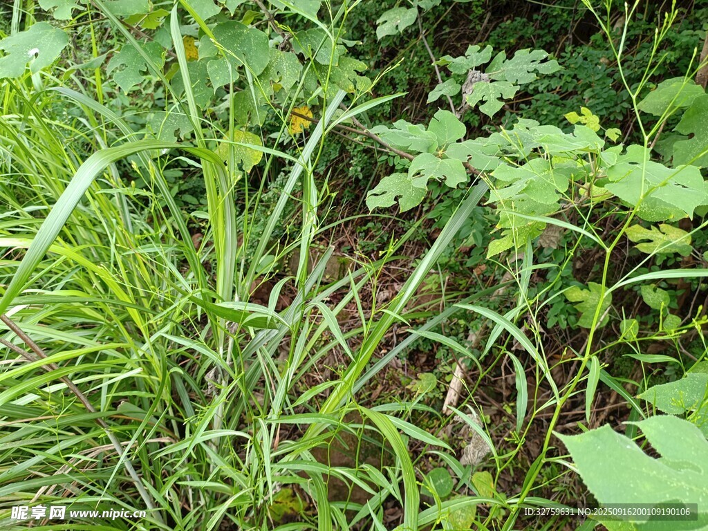 野外繁茂的绿色植物景观