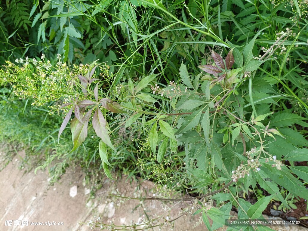路边繁茂的绿色植物