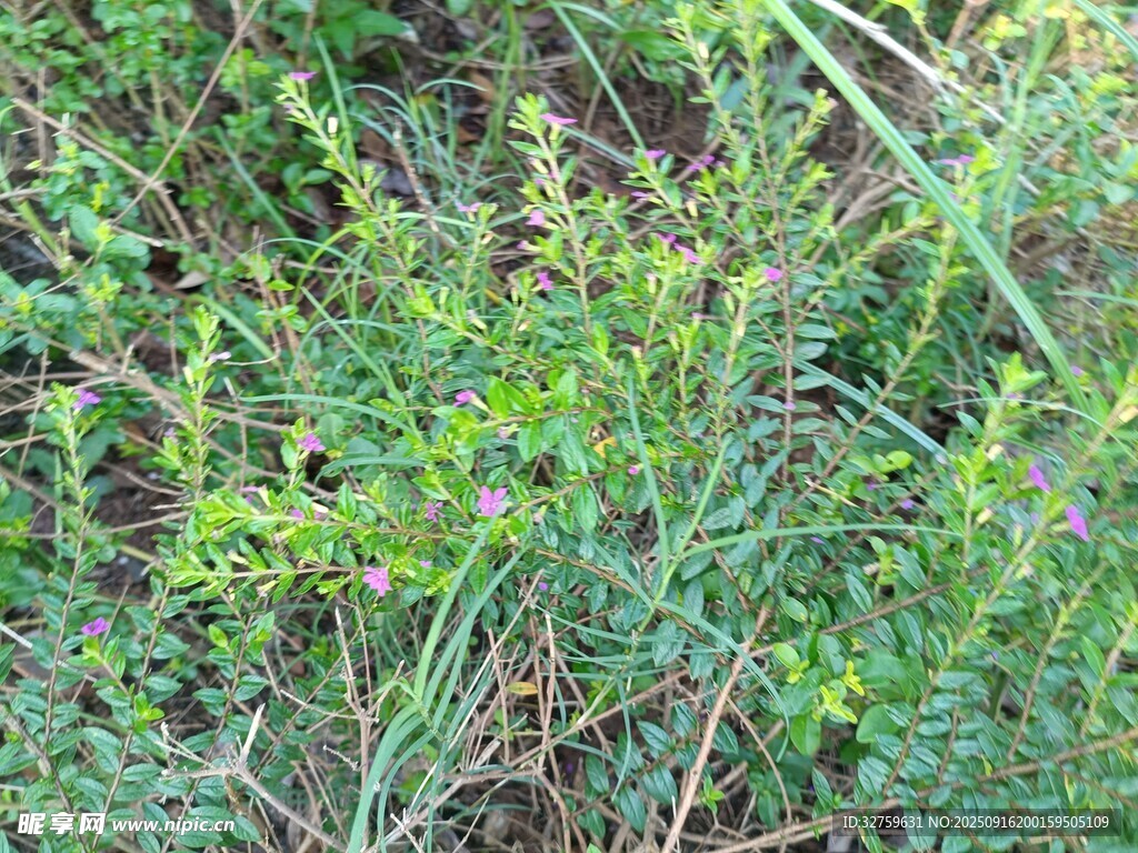 野外丛生的绿色杂草
