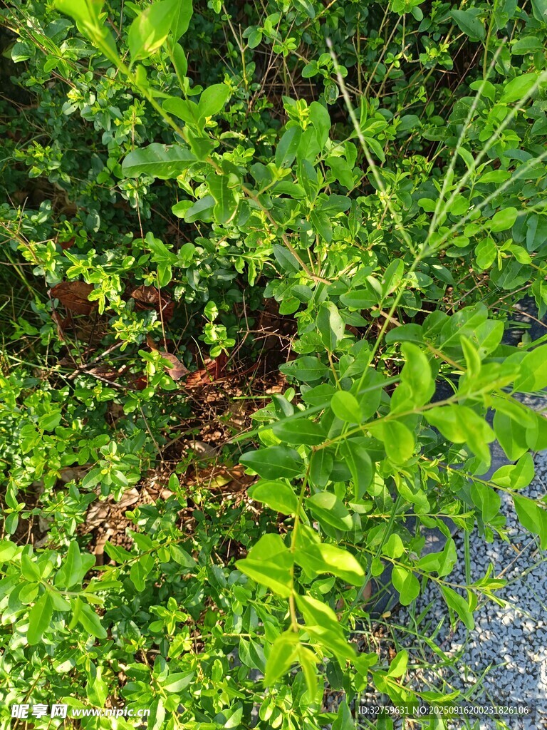 繁茂绿植 