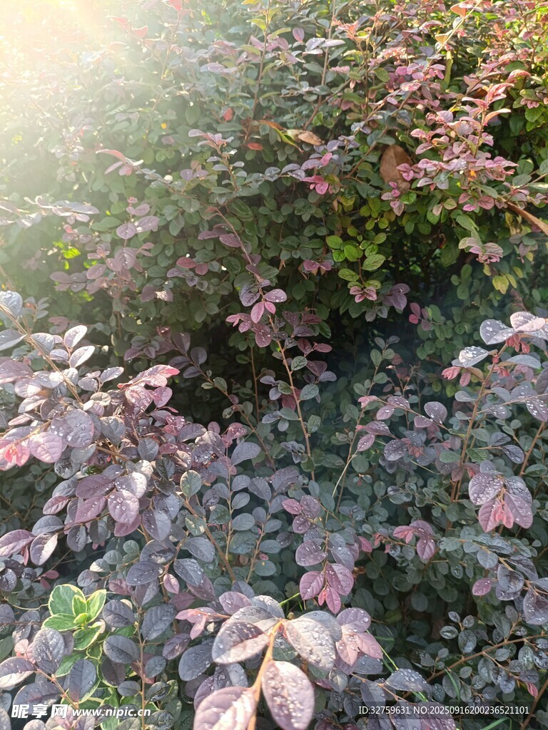 秋日落叶覆盖的灌木丛