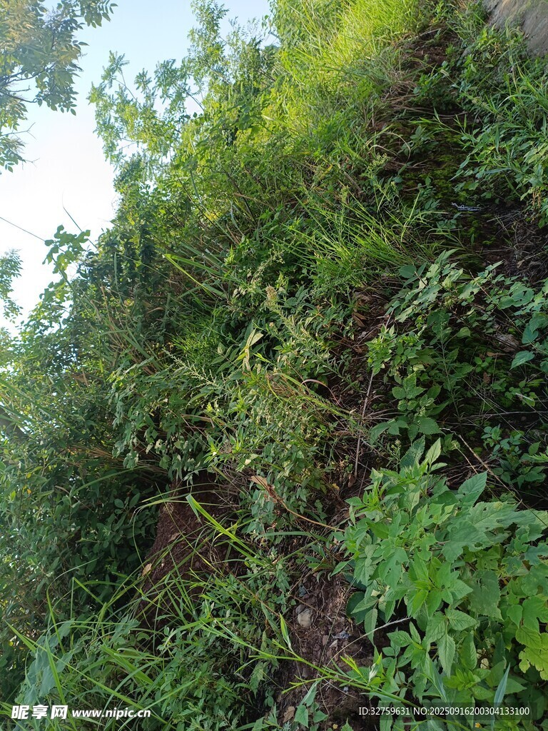 繁茂绿植覆盖的自然景象