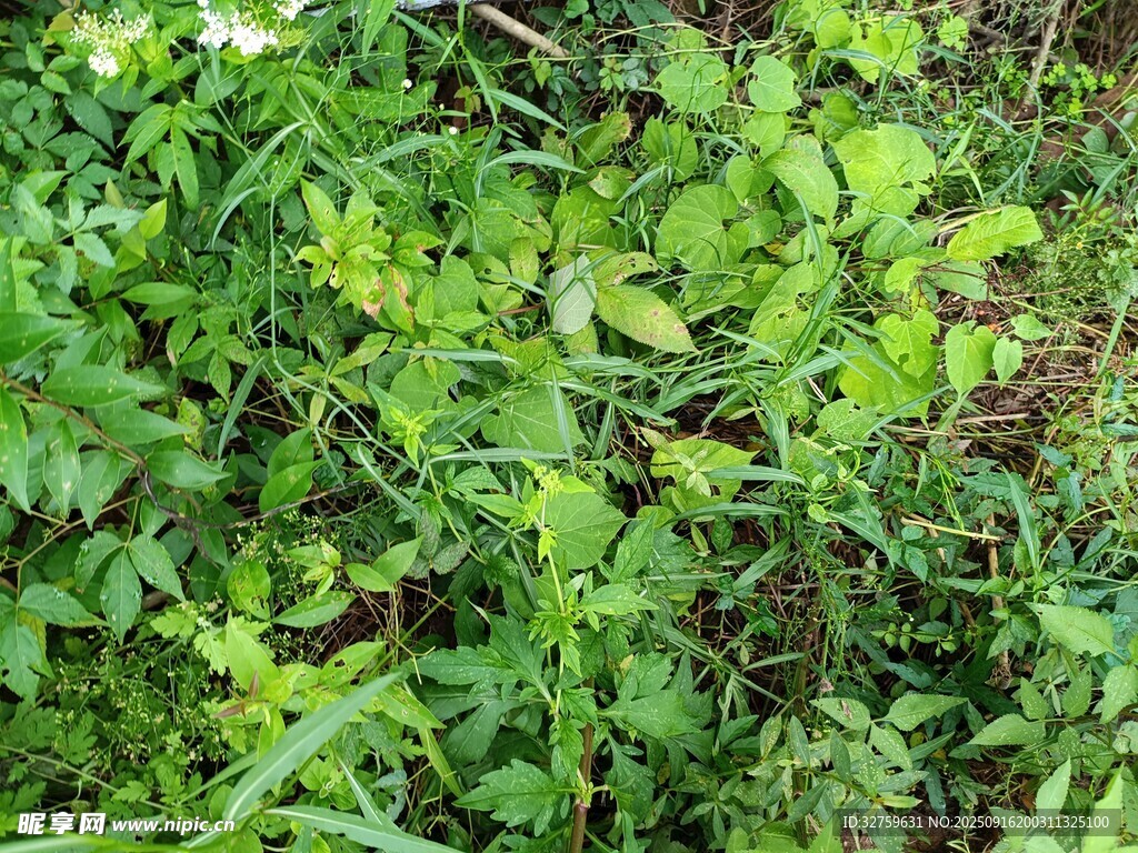 繁茂绿植景象