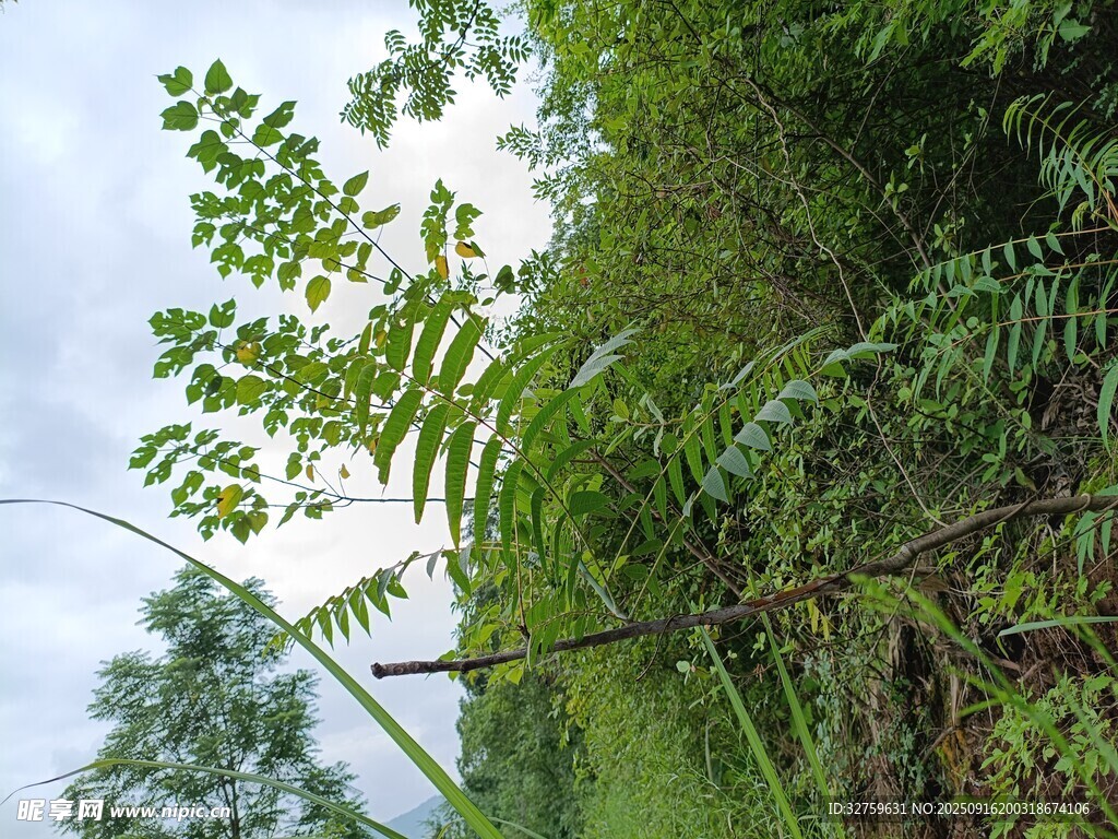 野外繁茂绿植景象