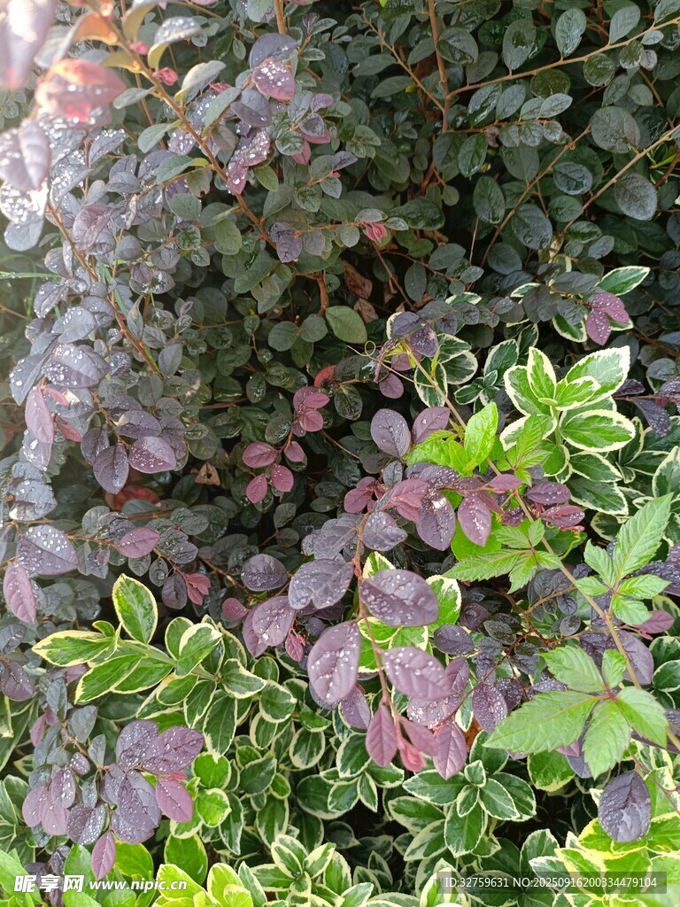 多彩植物叶片特写