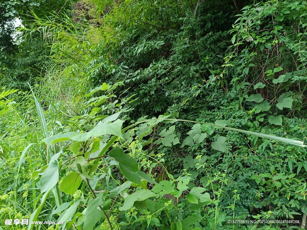 繁茂绿植覆盖的山坡