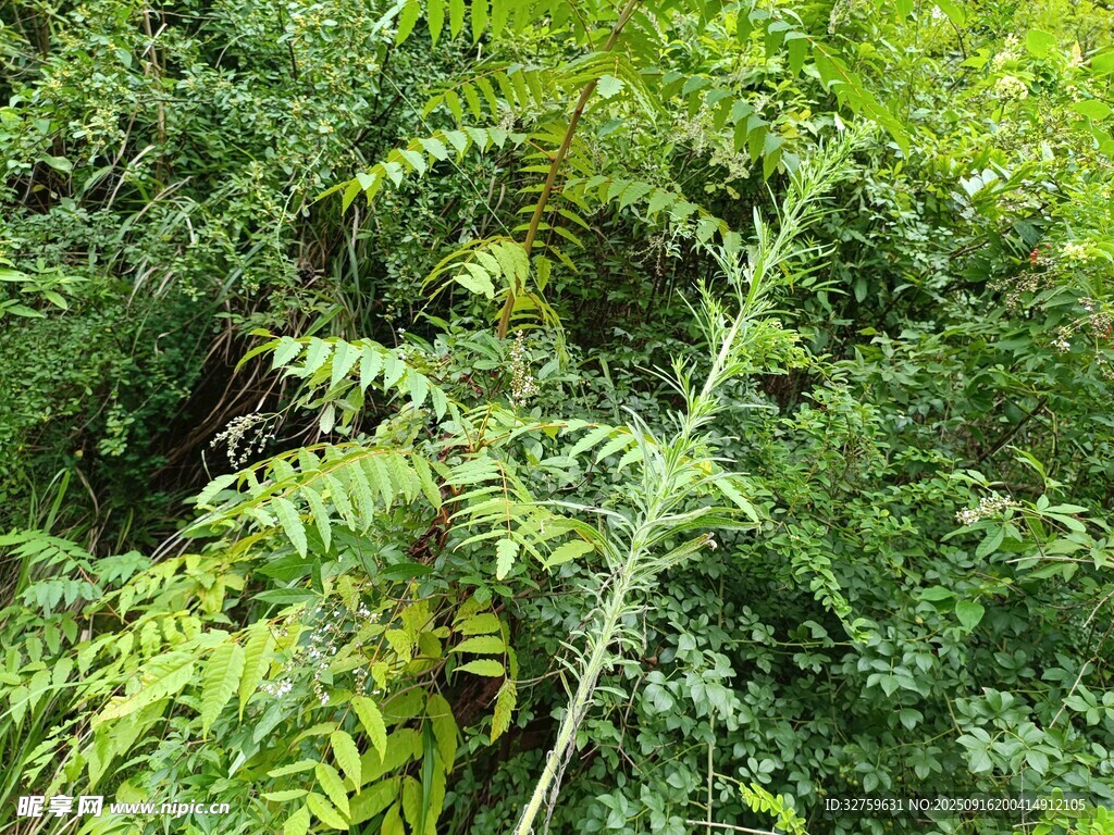 茂密丛林中的翠绿植物