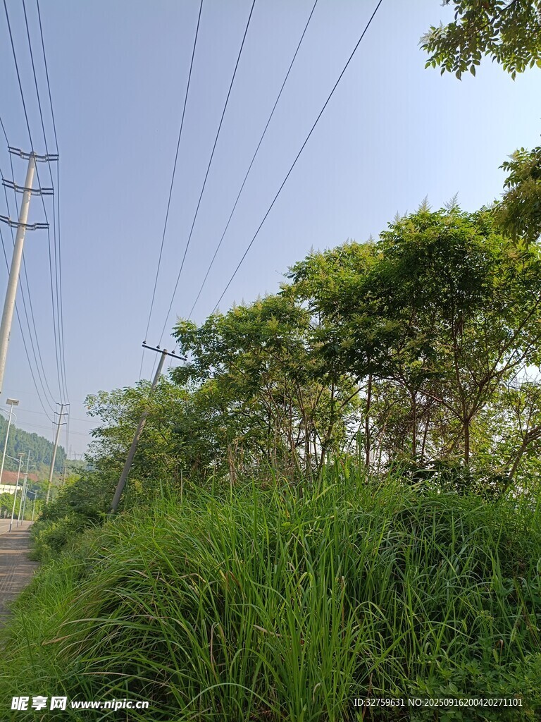 乡村路旁电线与葱郁草木