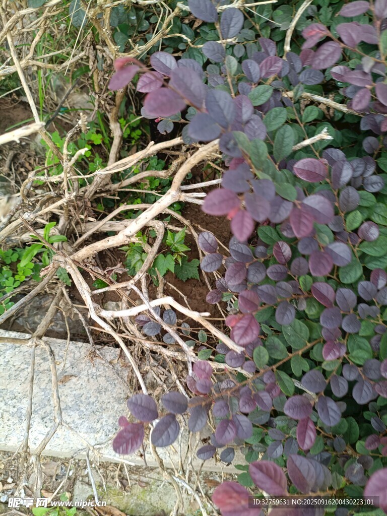 路边紫色植物特写