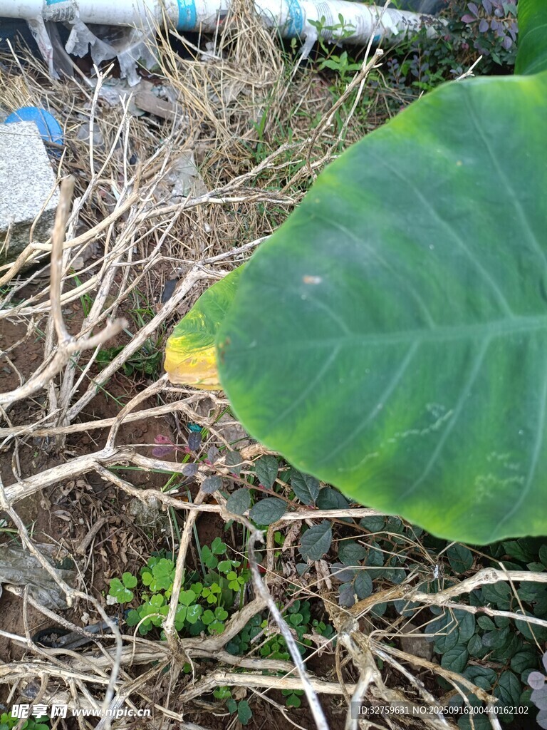 绿叶于杂乱枯枝间
