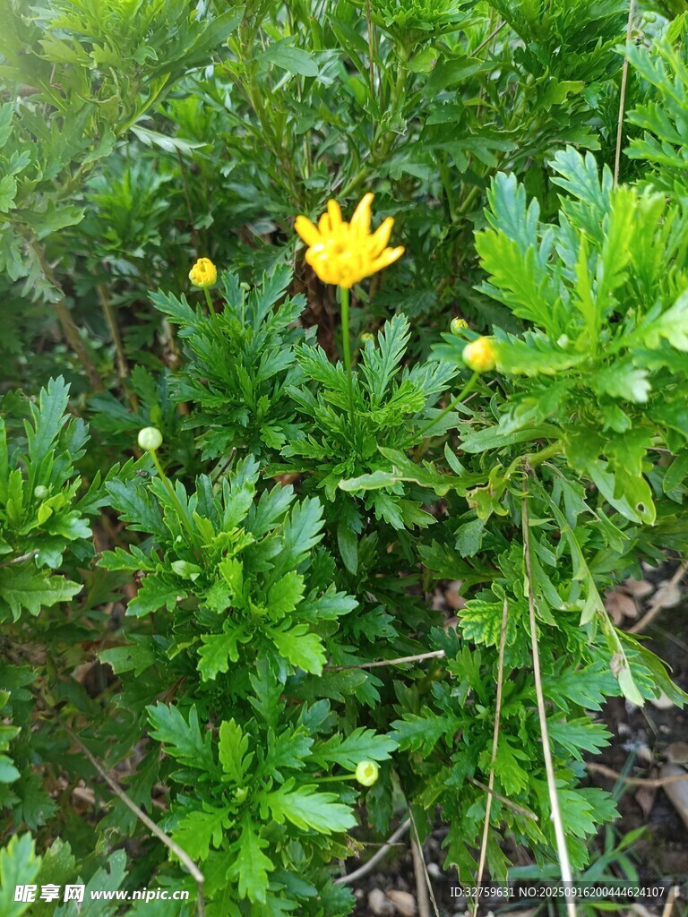 草丛中的黄色小花