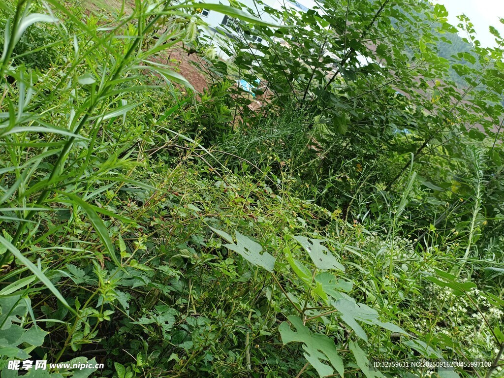 繁茂绿植景观
