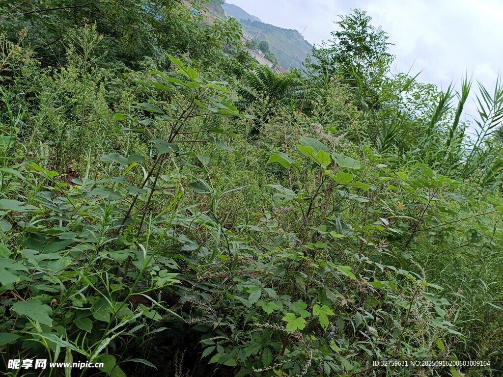 野外繁茂的绿色植物景观