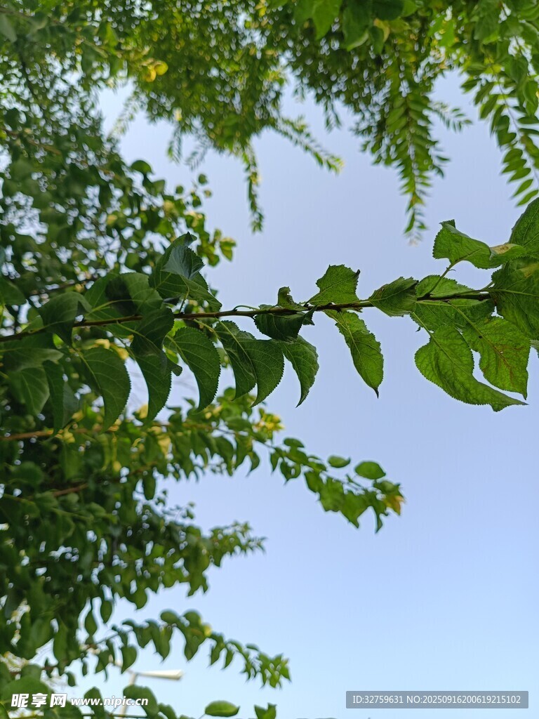 枝头绿叶映蓝天