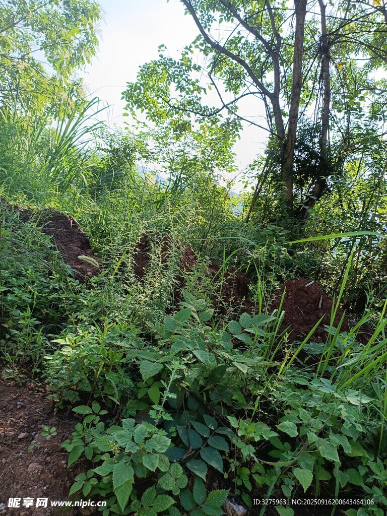 野外繁茂绿植小径景象