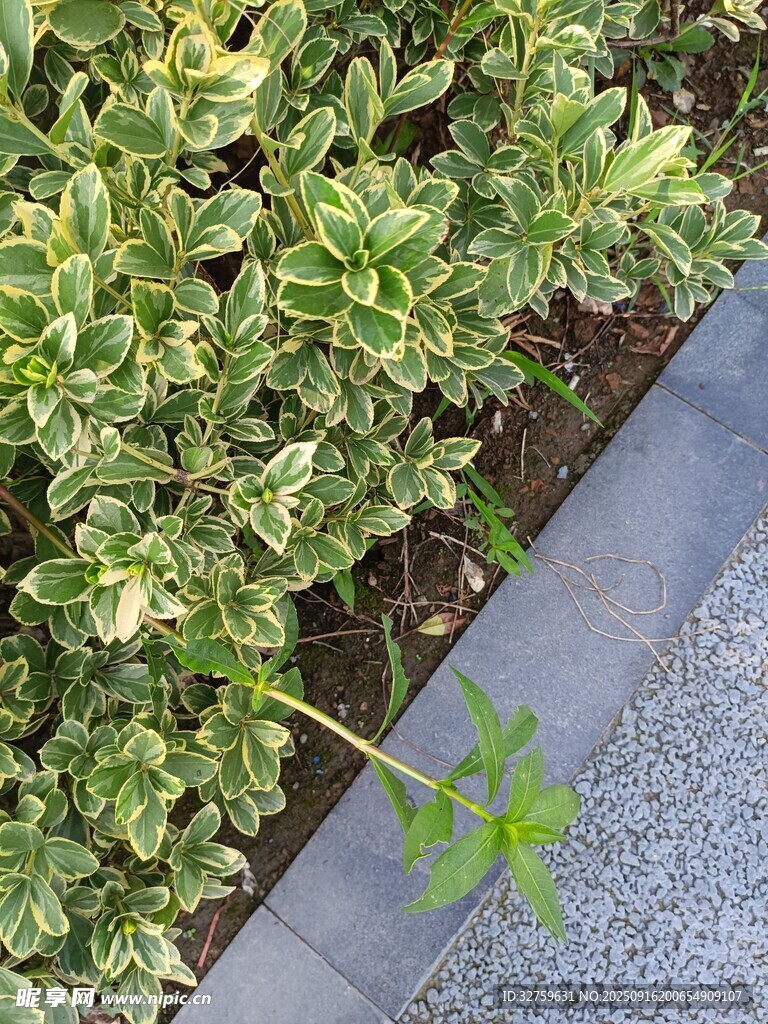 路边绿植景观