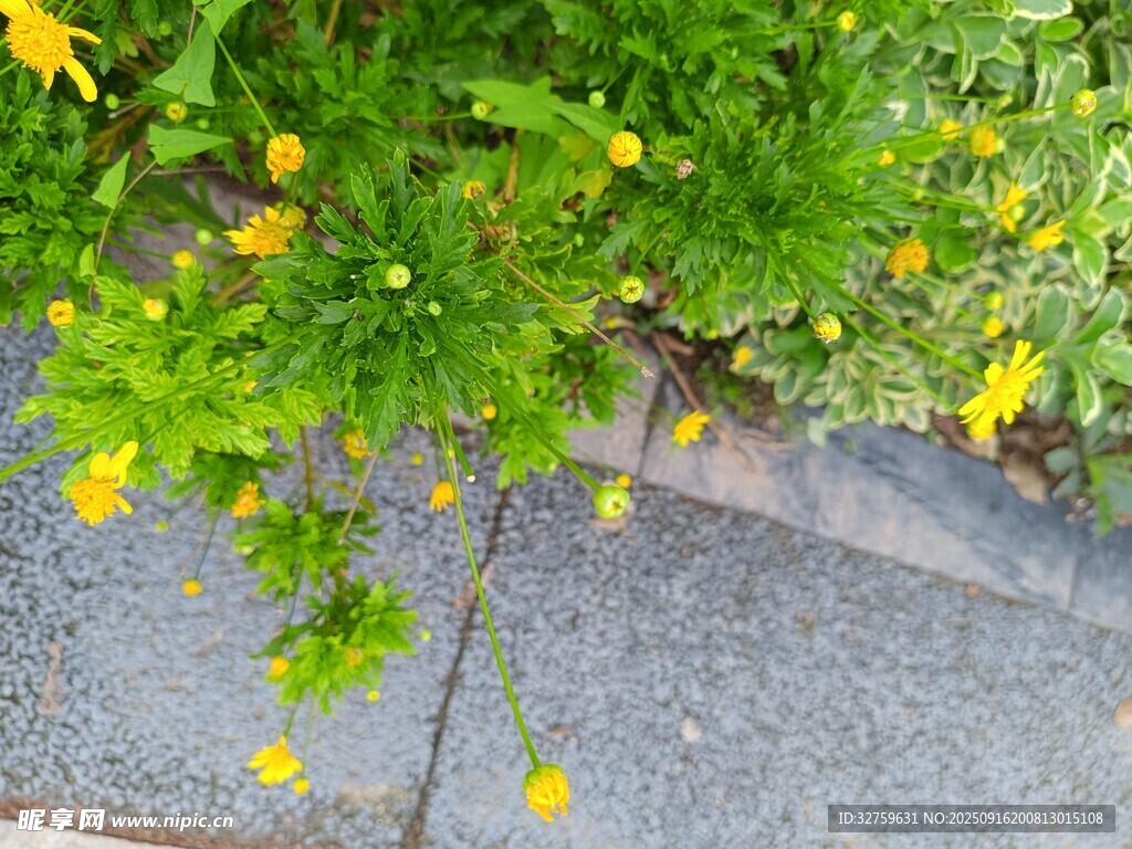路边绽放的黄色小花