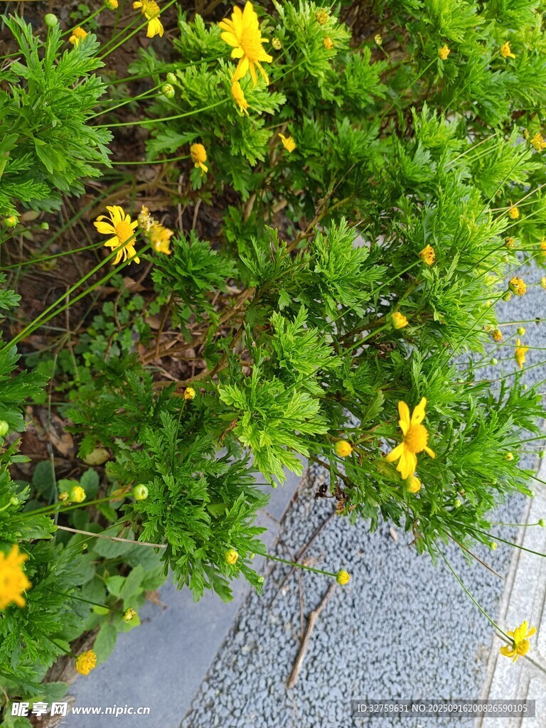 路边绽放的黄色小花