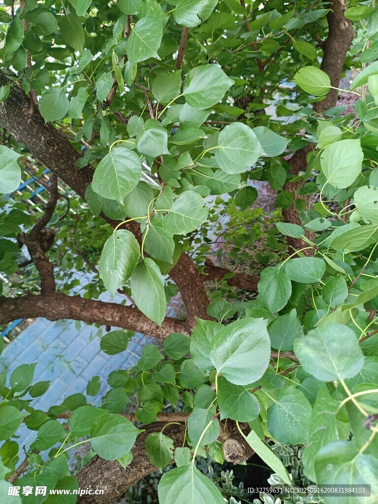 绿叶繁茂的树枝景象