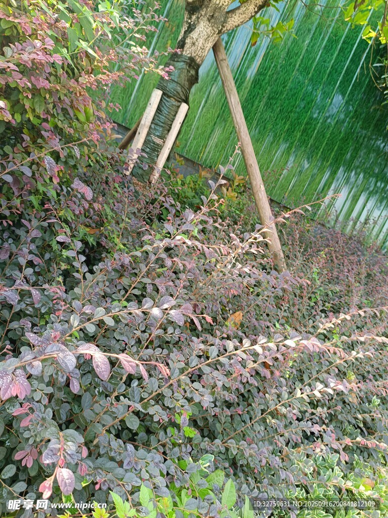 花园中倾斜的木质园艺工具