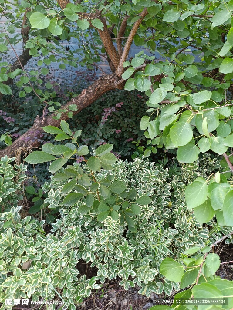 繁茂绿植