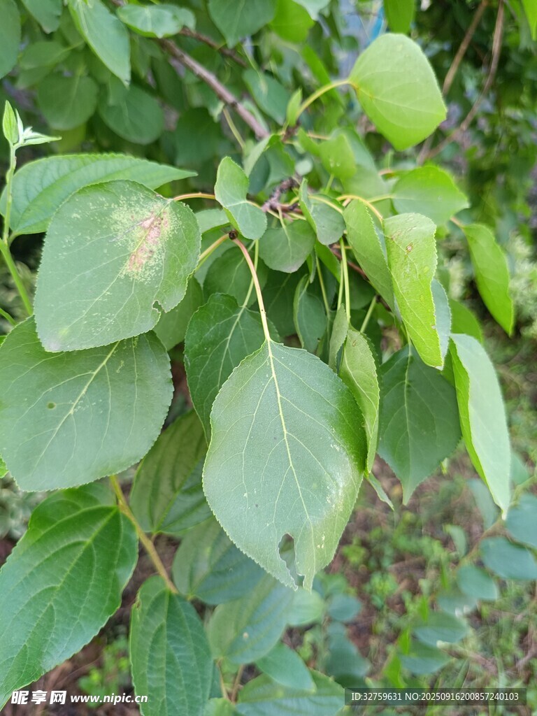 绿叶繁茂的植物枝叶