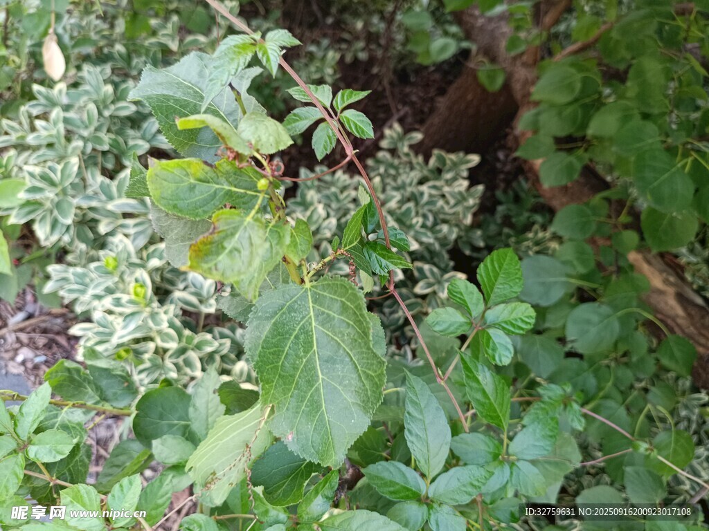 繁茂绿植