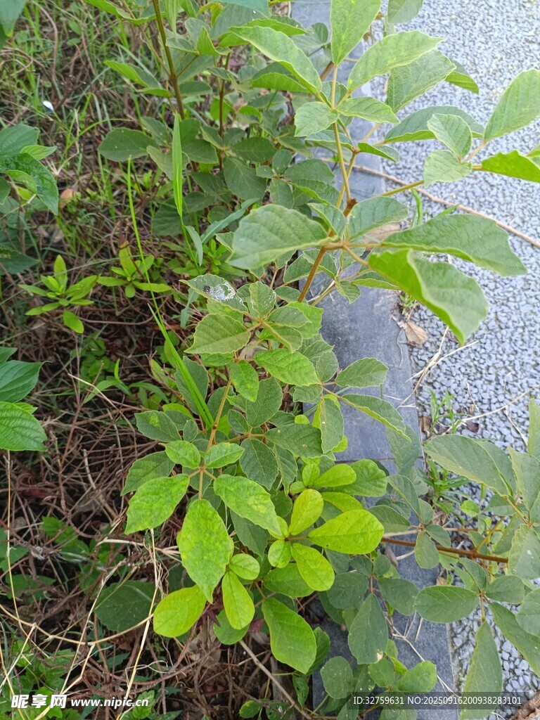 绿叶植物近景
