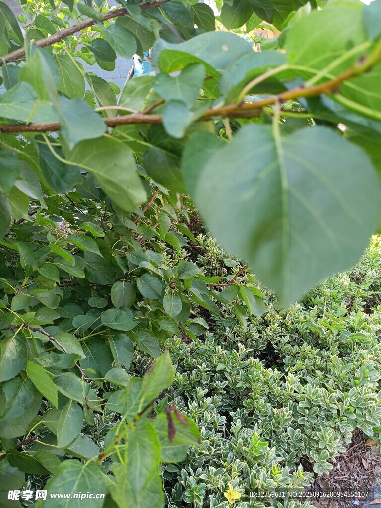 绿叶繁茂的植物景象