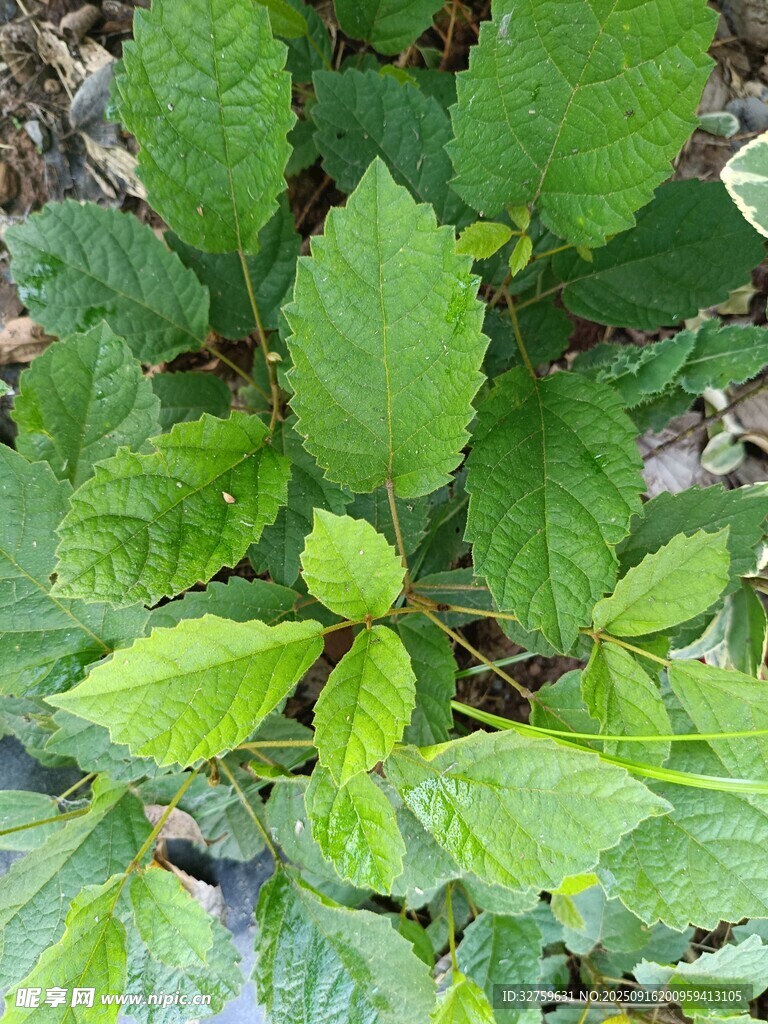 嫩绿叶片植物特写