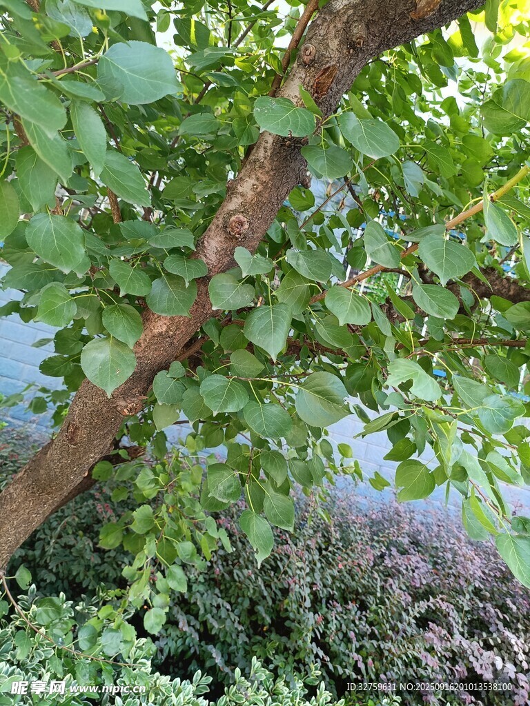 树枝下的绿叶与低矮植物