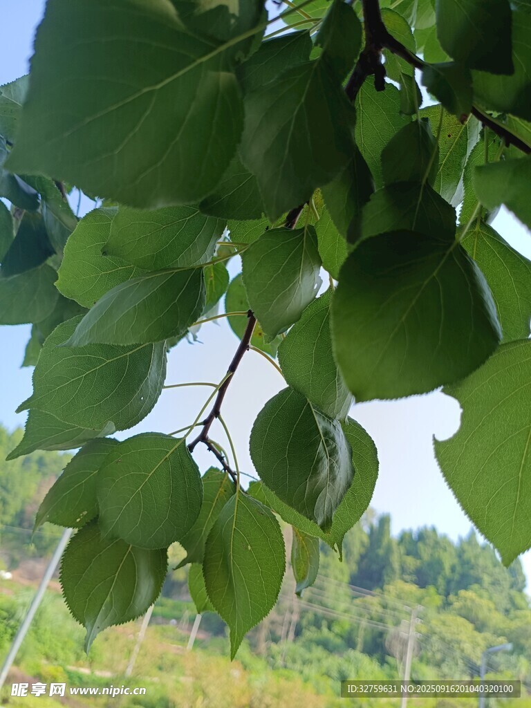 绿叶垂挂的生机景象