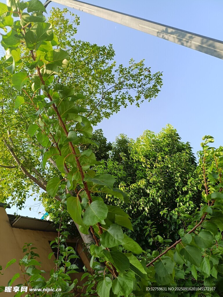 绿叶繁茂的树木