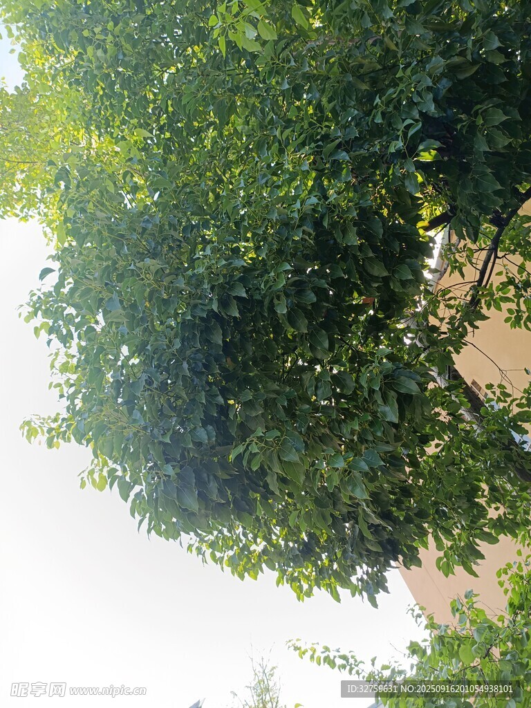 夏日繁茂绿树景观