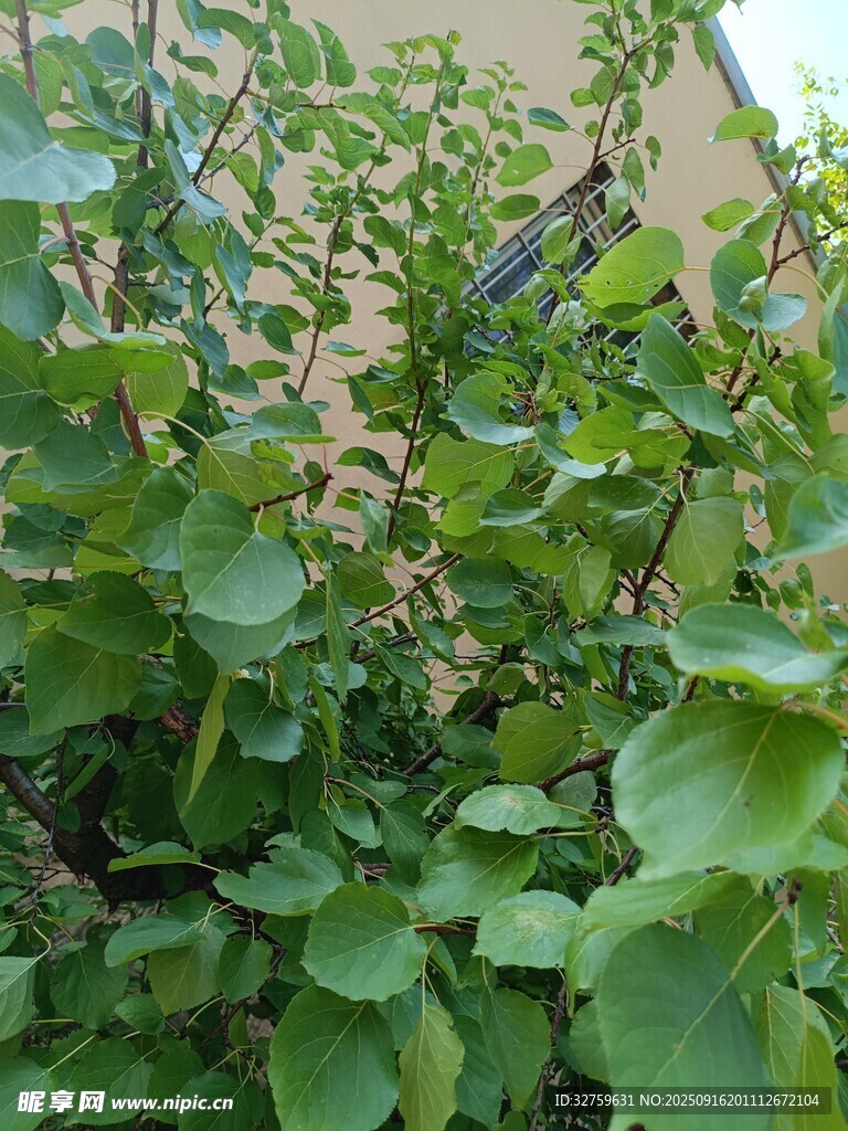 绿叶繁茂的植物景象