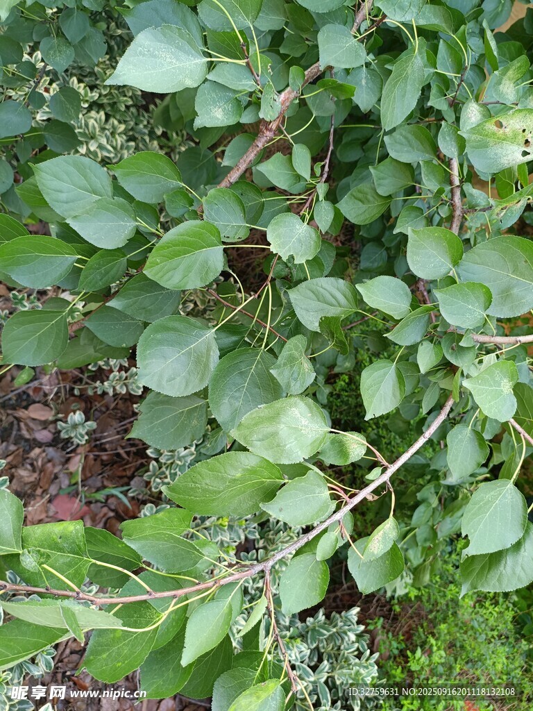绿叶繁茂的植物景象