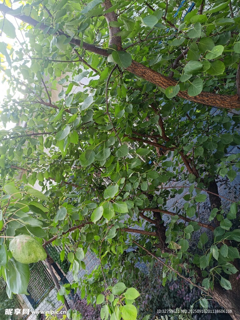 繁茂绿植 