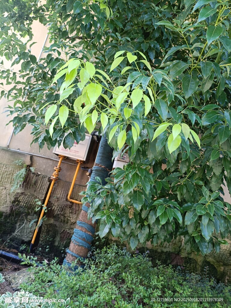 绿叶掩映下的老旧物件