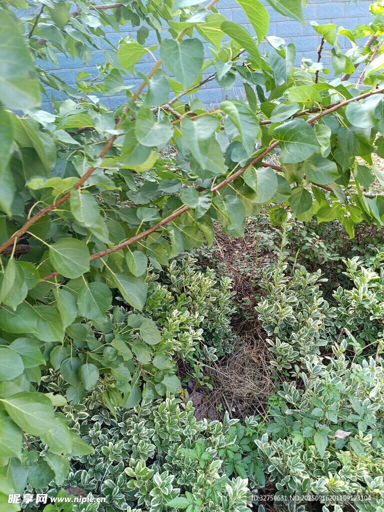 繁茂绿植景观
