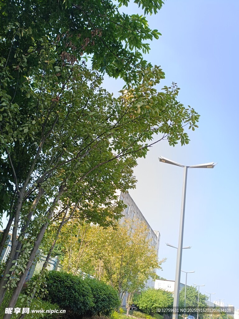 户外绿树与路灯景致