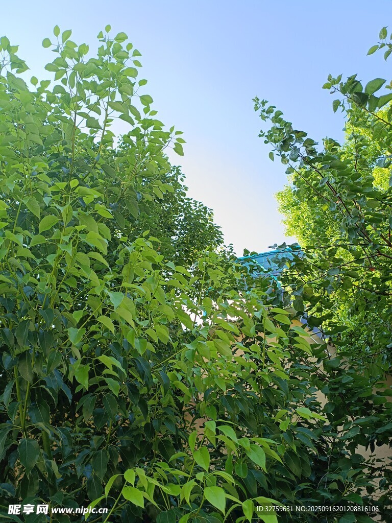 绿意盎然的繁茂树林