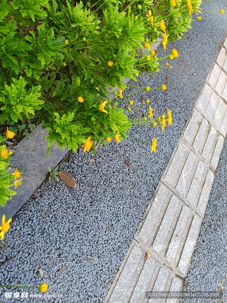 石板路旁绿植与散落黄花